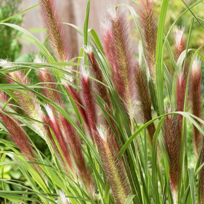 G0063 Grass Pennisetum Alopecuroides Red Head - View 14 from www redcrocus com