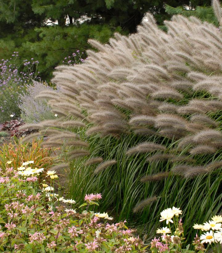 G0063 Grass Pennisetum Alopecuroides Red Head - View 15 from www redcrocus com