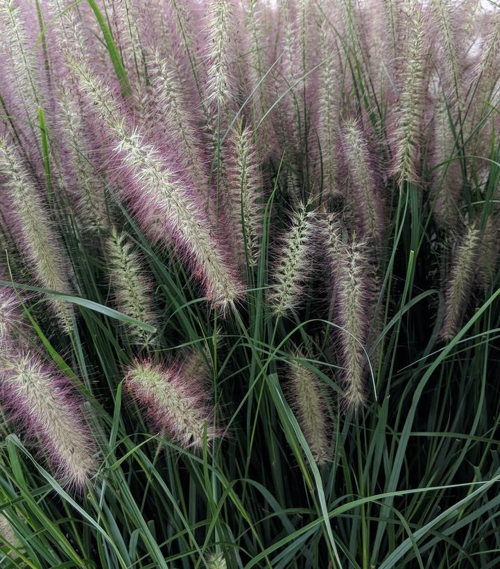 G0063 Grass Pennisetum Alopecuroides Red Head - View 17 from www redcrocus com