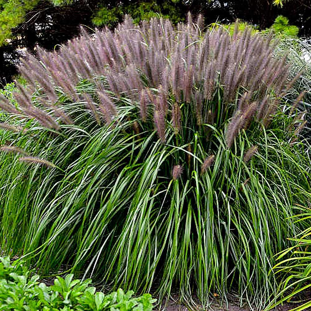 G0063 Grass Pennisetum Alopecuroides Red Head - View 5 from www redcrocus com