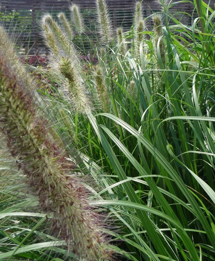 G0063 Grass Pennisetum Alopecuroides Red Head - View 9 from www redcrocus com