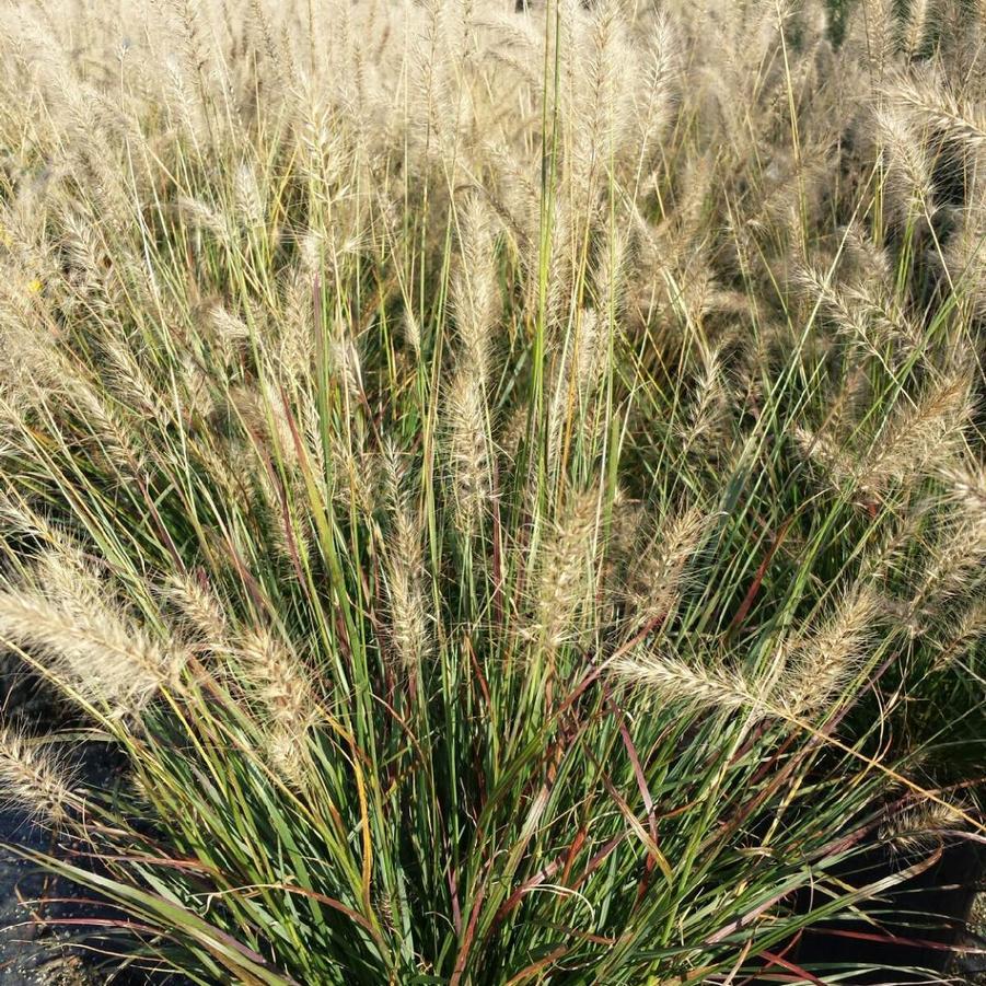 G0065 Grass Pennisetum Alopecuroides Cassian - View 12 from www redcrocus com