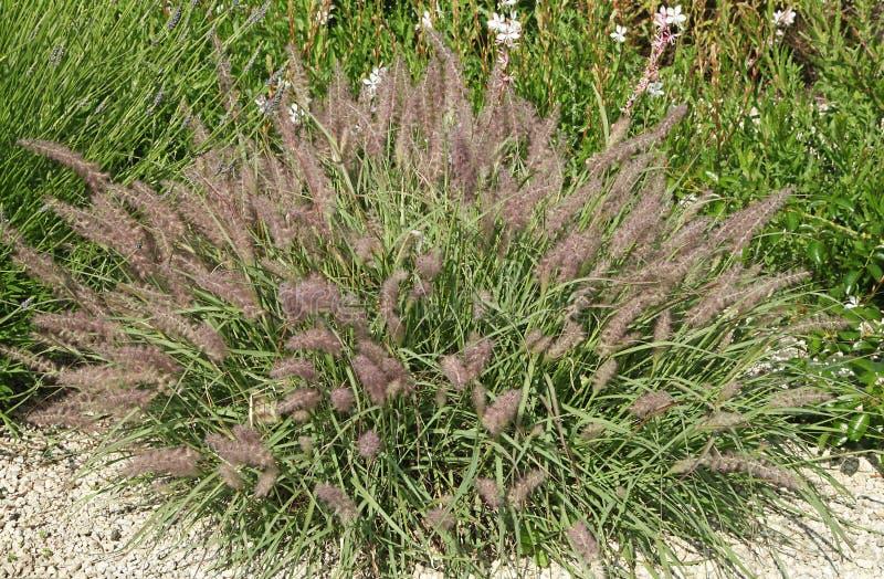 G0065 Grass Pennisetum Alopecuroides Cassian - View 14 from www redcrocus com