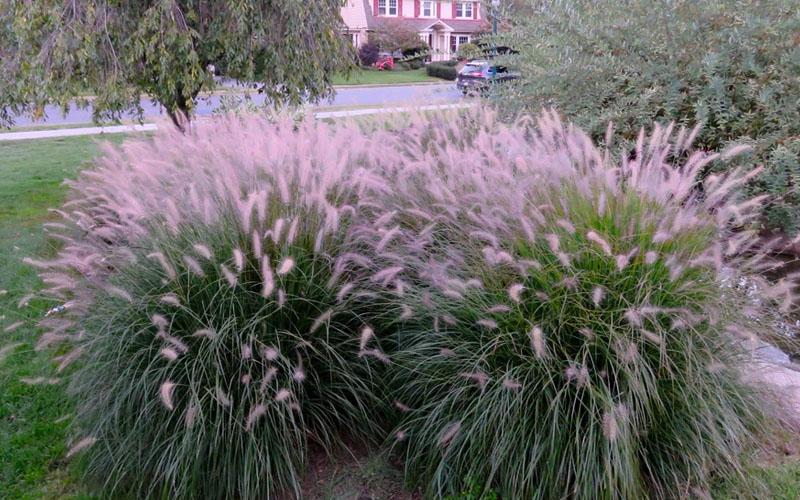 G0065 Grass Pennisetum Alopecuroides Cassian - View 17 from www redcrocus com