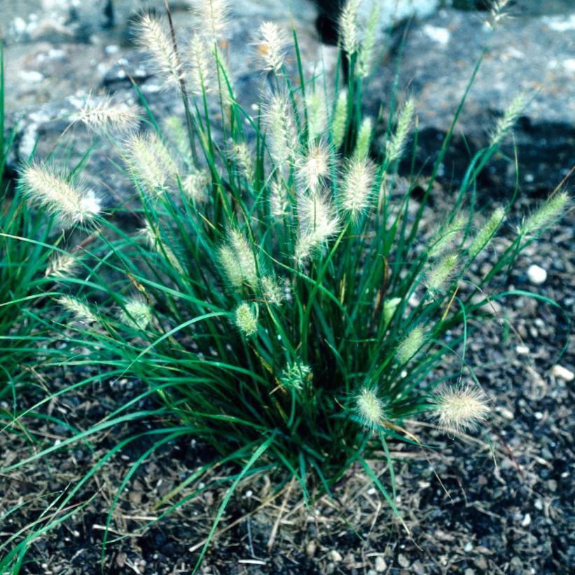 G0065 Grass Pennisetum Alopecuroides Cassian - View 2 from www redcrocus com