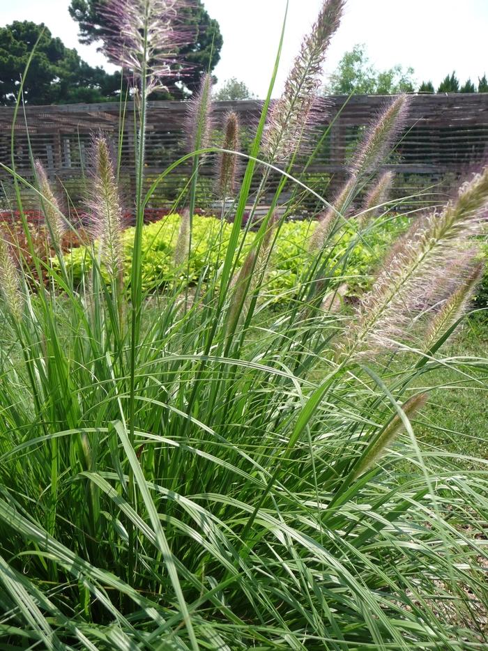 G0065 Grass Pennisetum Alopecuroides Cassian - View 3 from www redcrocus com