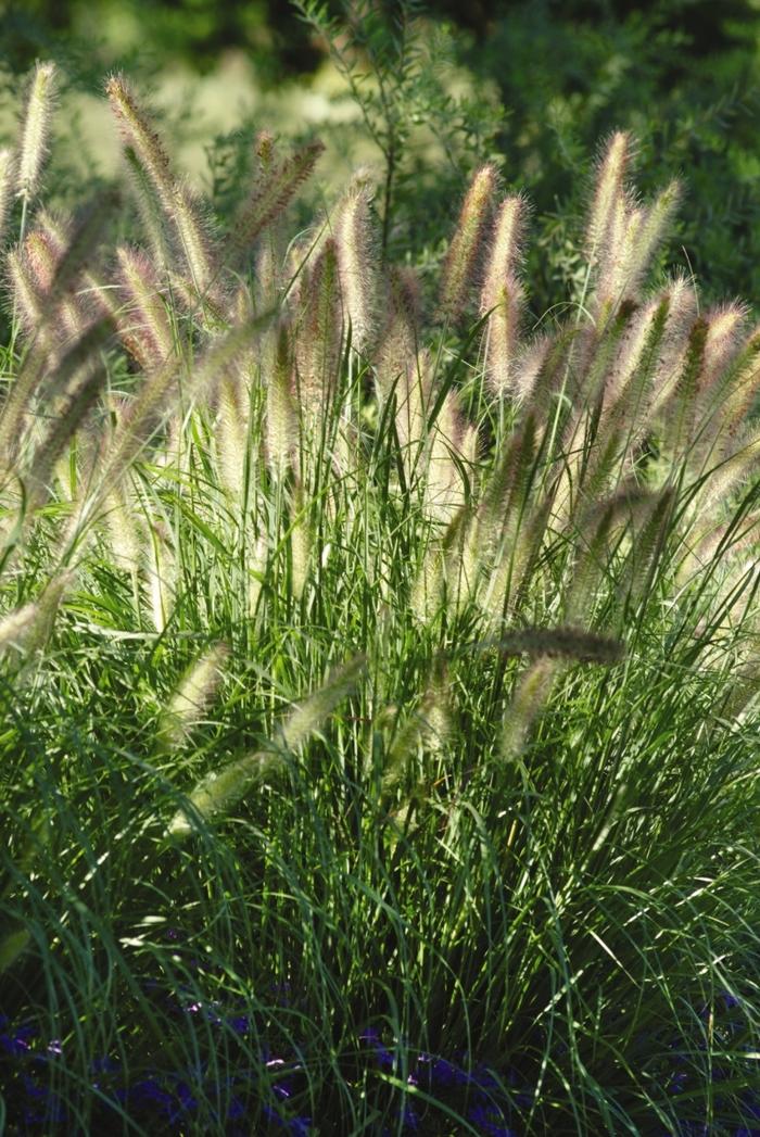 G0065 Grass Pennisetum Alopecuroides Cassian - View 4 from www redcrocus com