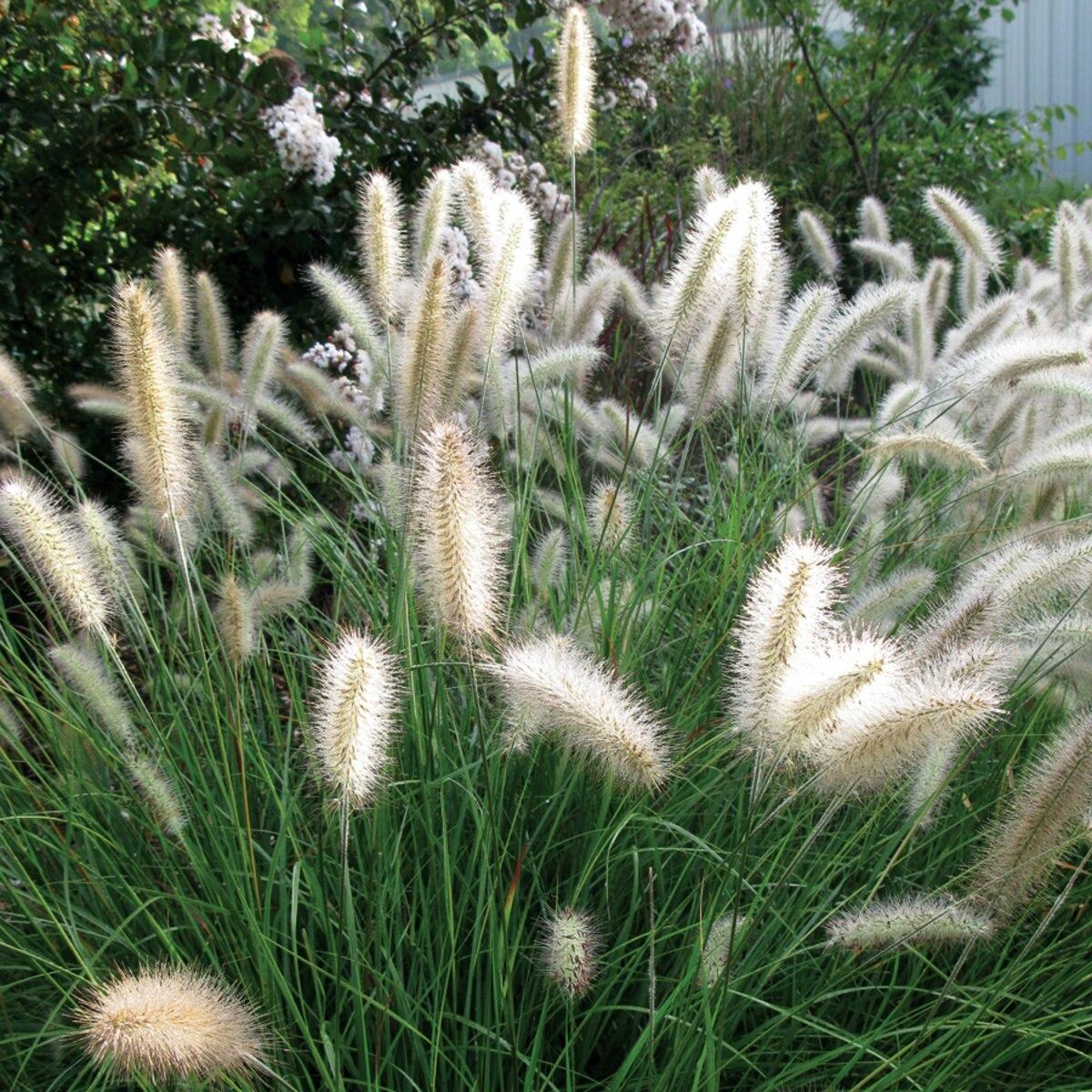 G0065 Grass Pennisetum Alopecuroides Cassian - View 5 from www redcrocus com