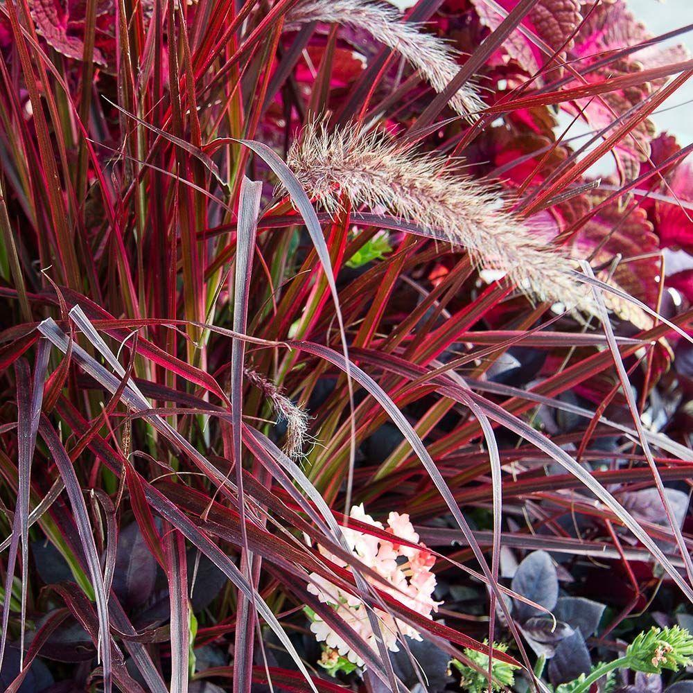 G0068 Grass Pennisetum Setaceum Fireworks - View 11 from www redcrocus com