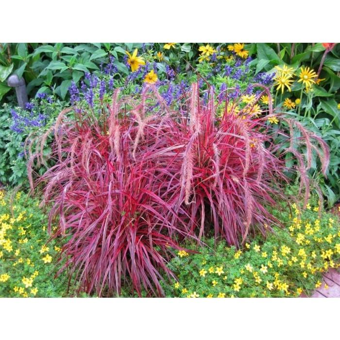 G0068 Grass Pennisetum Setaceum Fireworks - View 14 from www redcrocus com