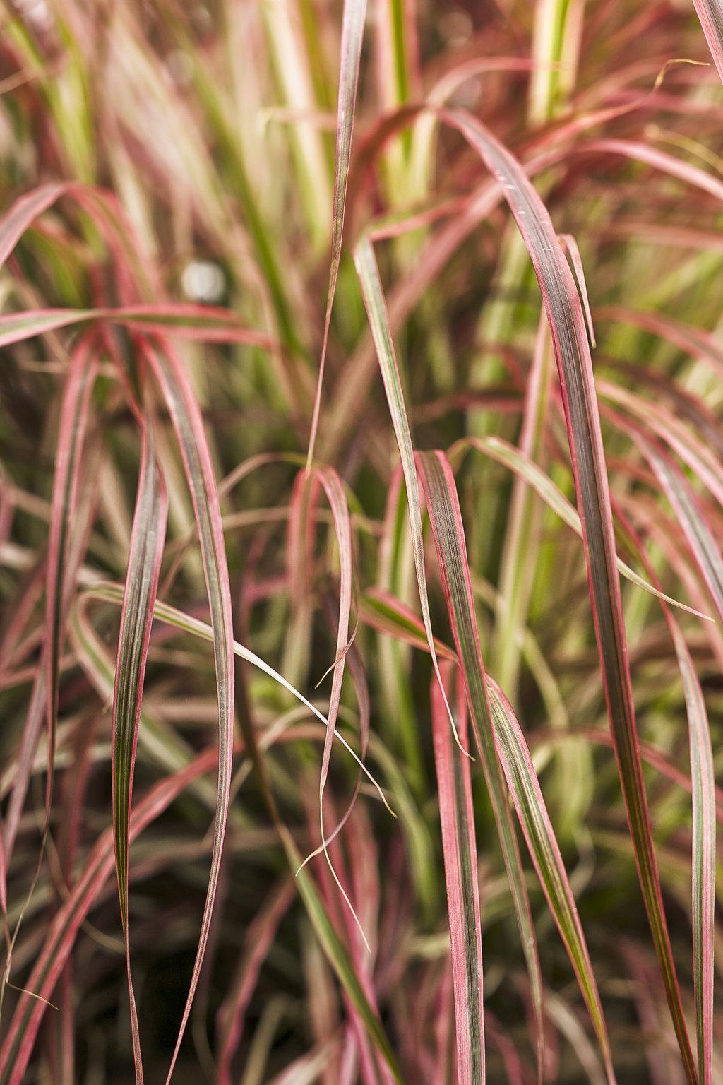 G0068 Grass Pennisetum Setaceum Fireworks - View 15 from www redcrocus com