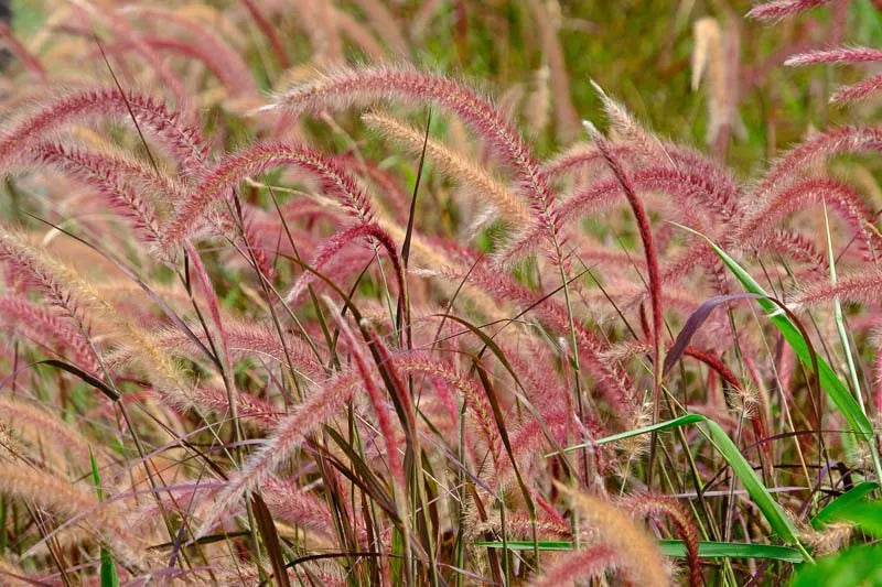 G0068 Grass Pennisetum Setaceum Fireworks - View 16 from www redcrocus com