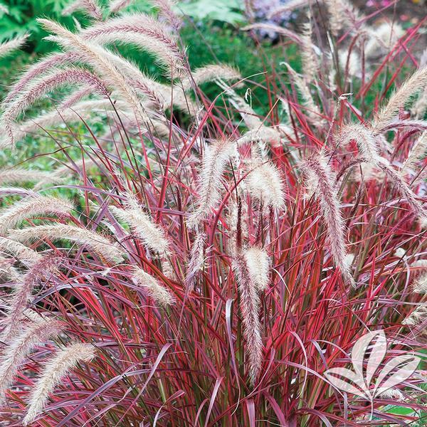 G0068 Grass Pennisetum Setaceum Fireworks - View 17 from www redcrocus com
