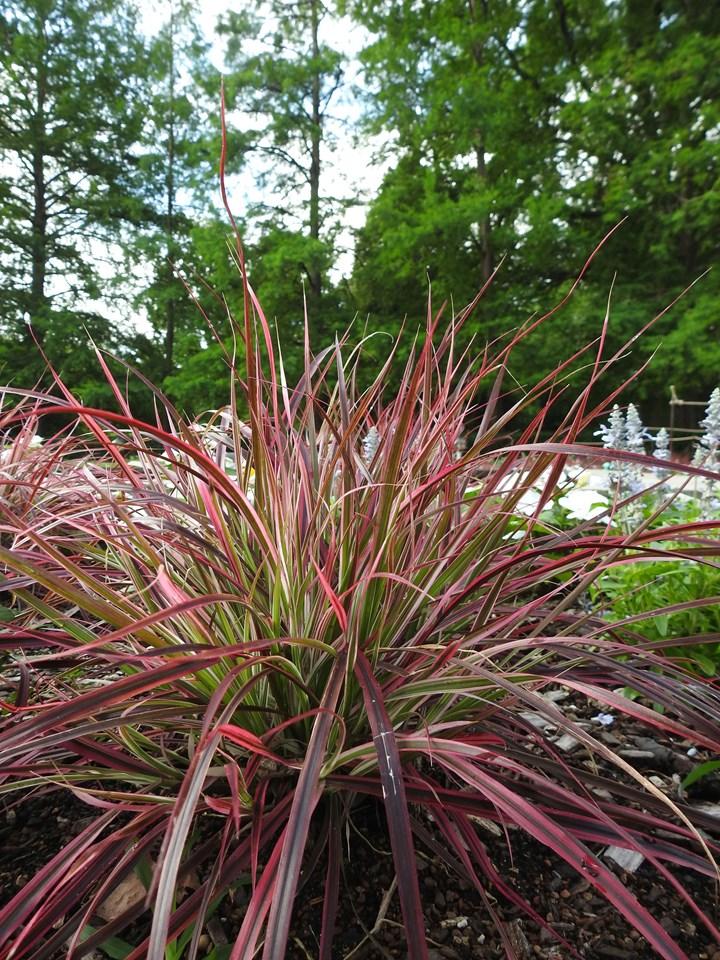 G0068 Grass Pennisetum Setaceum Fireworks - View 19 from www redcrocus com