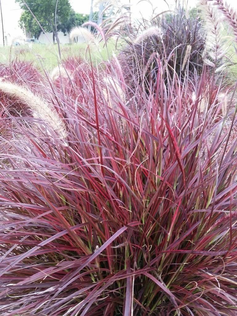 G0068 Grass Pennisetum Setaceum Fireworks - View 20 from www redcrocus com