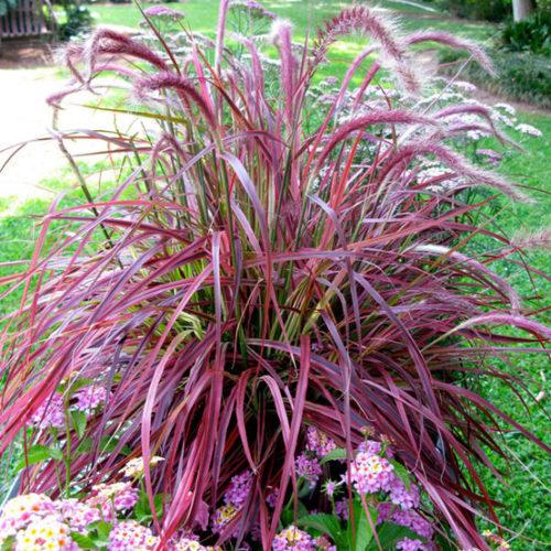 G0068 Grass Pennisetum Setaceum Fireworks - View 4 from www redcrocus com