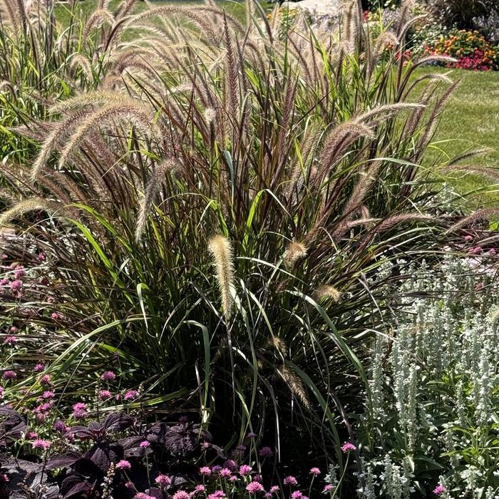 G0068 Grass Pennisetum Setaceum Fireworks - View 5 from www redcrocus com