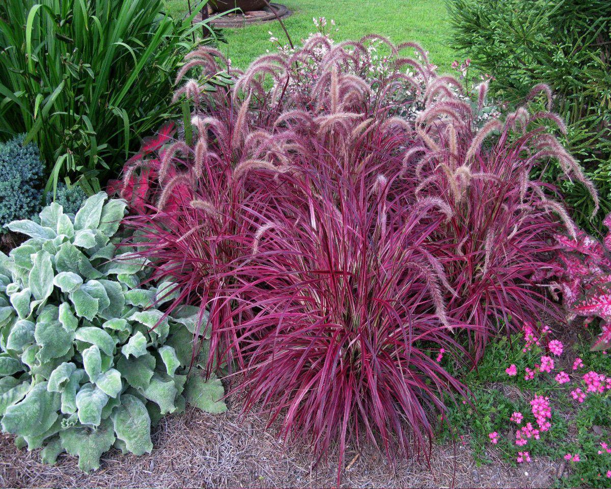 G0068 Grass Pennisetum Setaceum Fireworks - View 6 from www redcrocus com