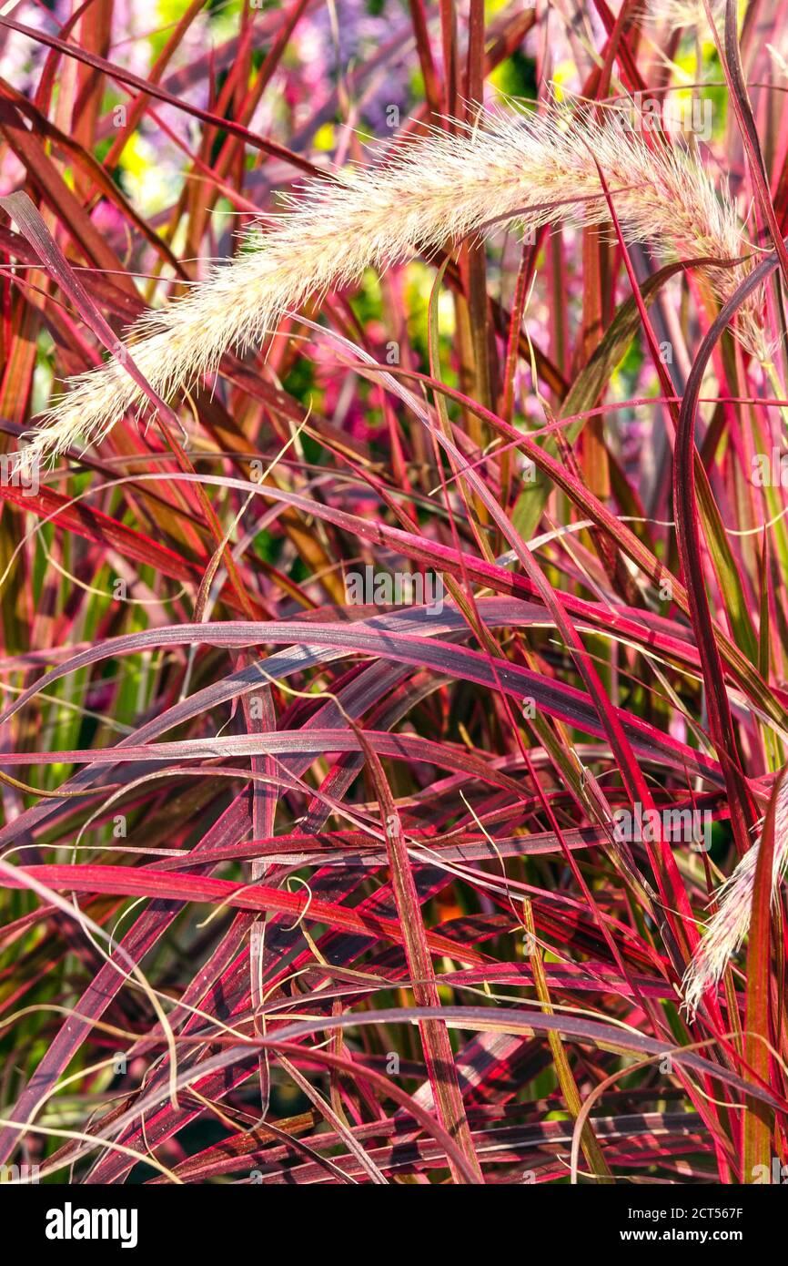 G0068 Grass Pennisetum Setaceum Fireworks - View 8 from www redcrocus com