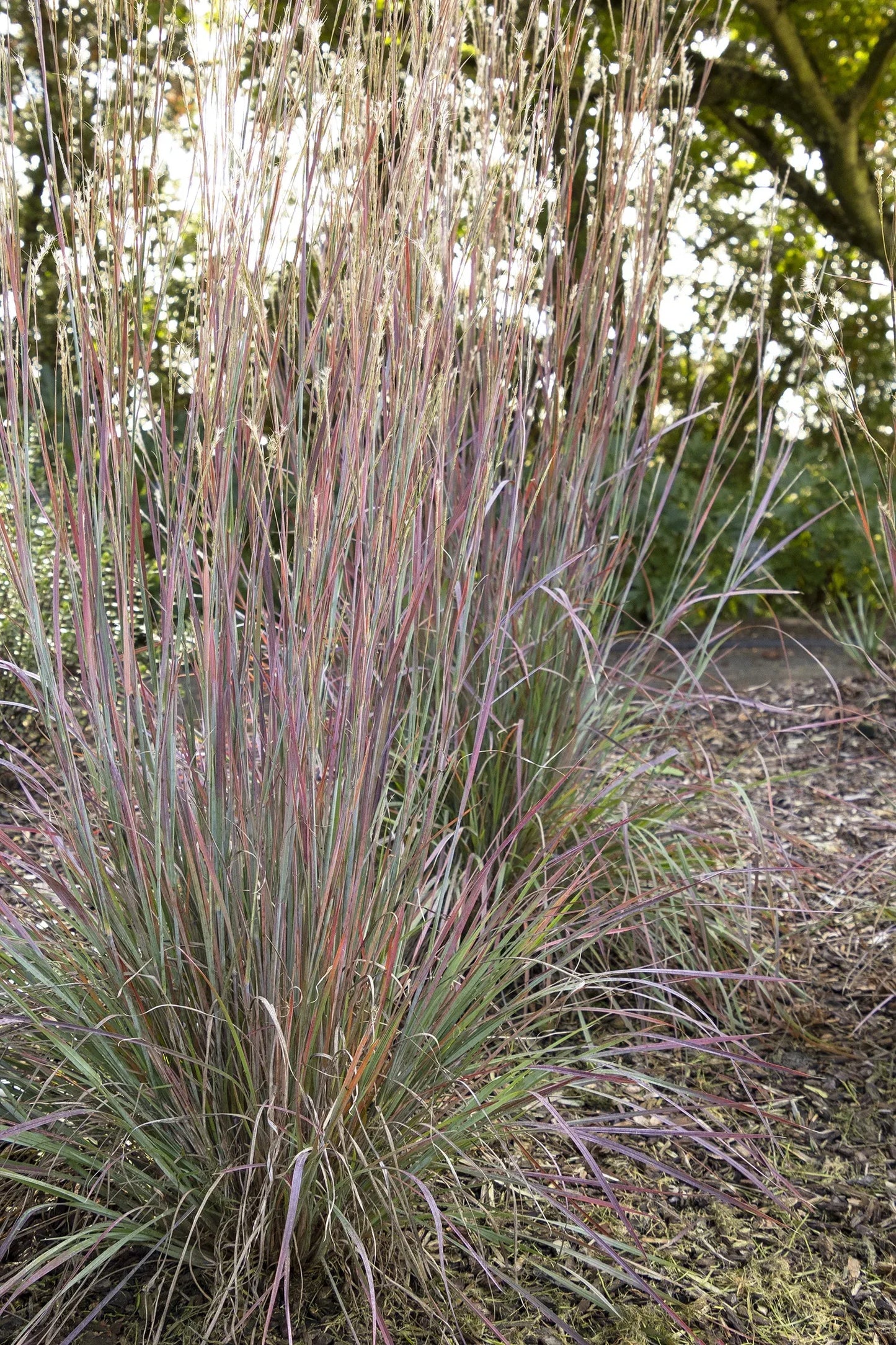 G0069 Grass, Schizachyrium Scoparium 'standing Ovation' - View 11 from www redcrocus com