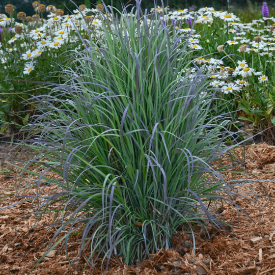 G0069 Grass, Schizachyrium Scoparium 'standing Ovation' - View 14 from www redcrocus com