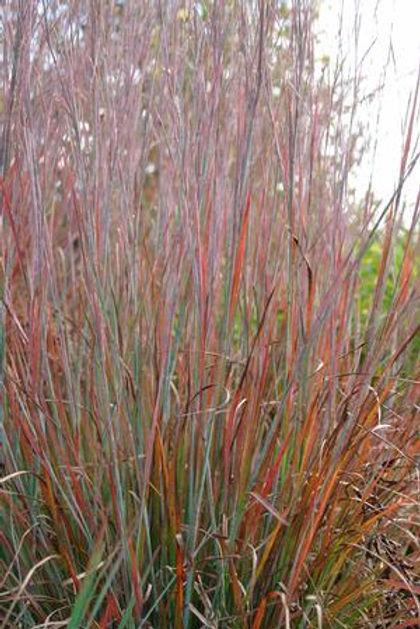 G0069 Grass, Schizachyrium Scoparium 'standing Ovation' - View 15 from www redcrocus com