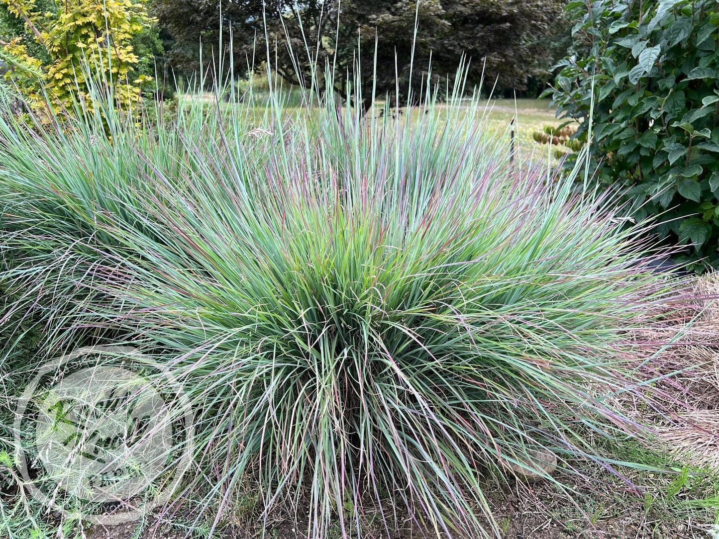 G0069 Grass, Schizachyrium Scoparium 'standing Ovation' - View 18 from www redcrocus com
