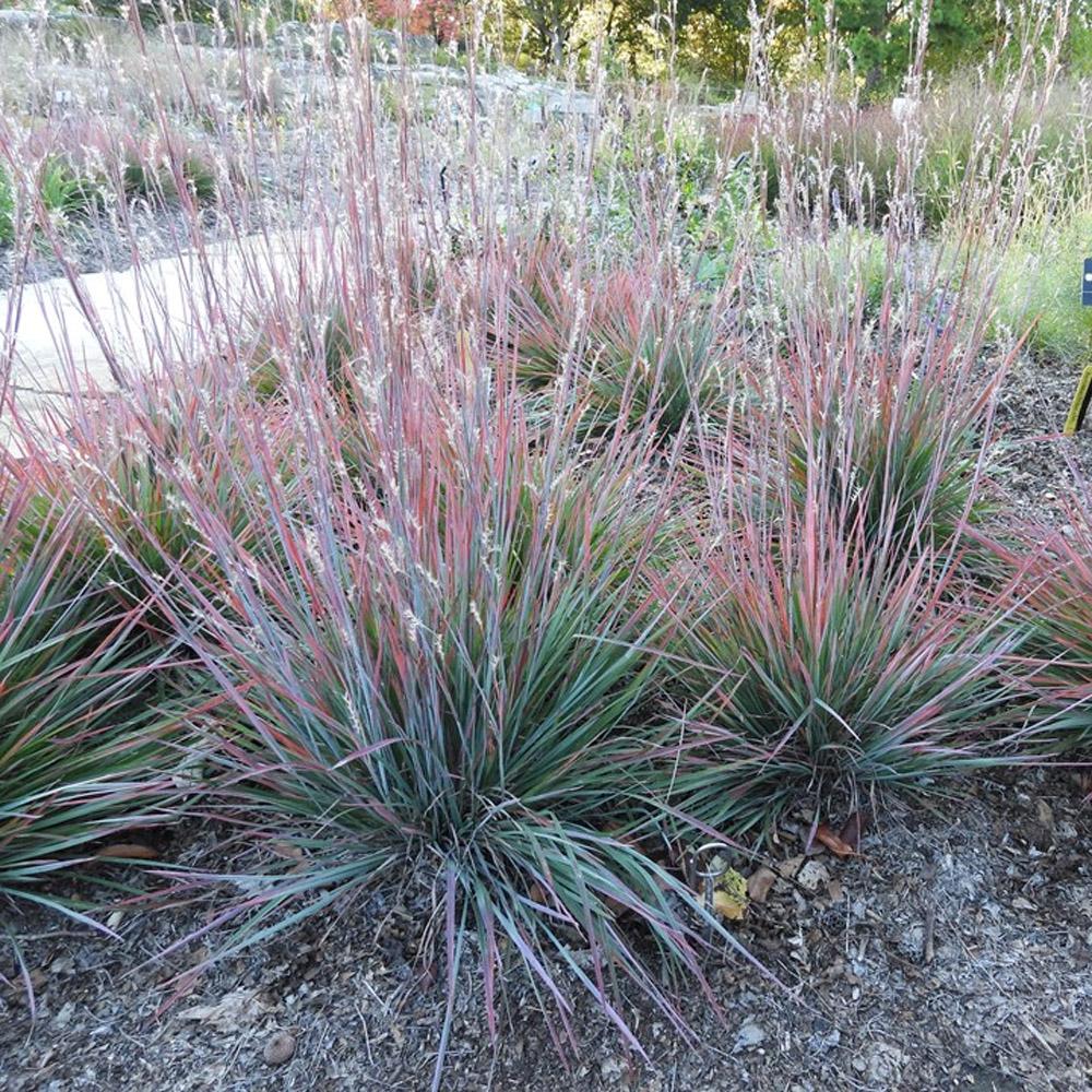 G0069 Grass, Schizachyrium Scoparium 'standing Ovation' - View 5 from www redcrocus com