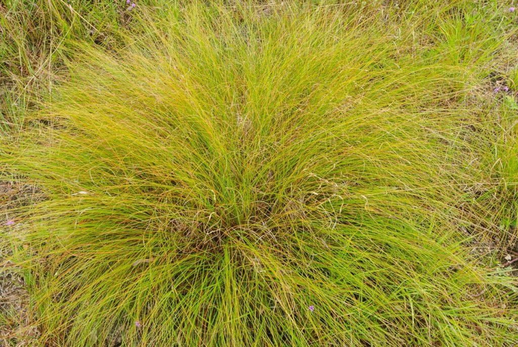 G0072 Grass Sporobolus Heterolepis - View 11 from www redcrocus com