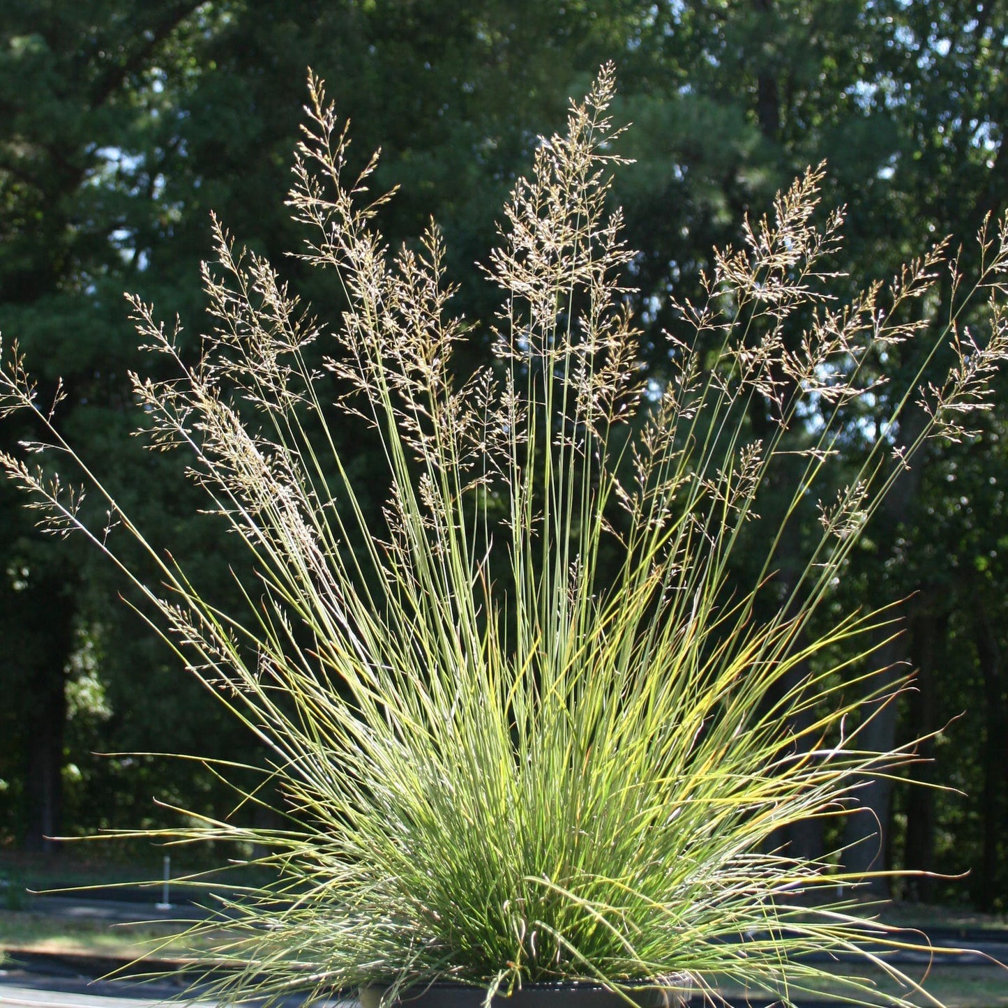 G0072 Grass Sporobolus Heterolepis - View 12 from www redcrocus com