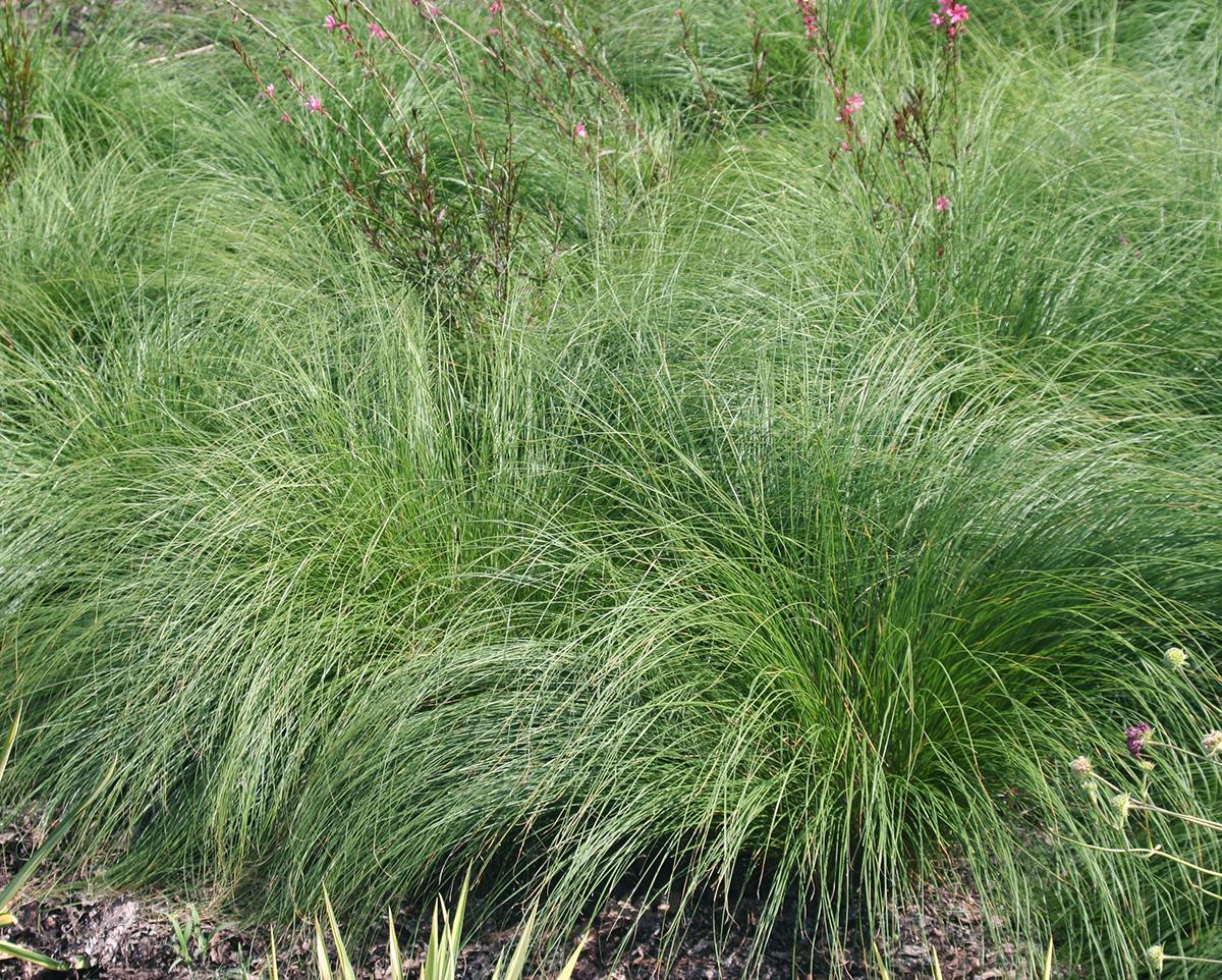 G0072 Grass Sporobolus Heterolepis - View 16 from www redcrocus com