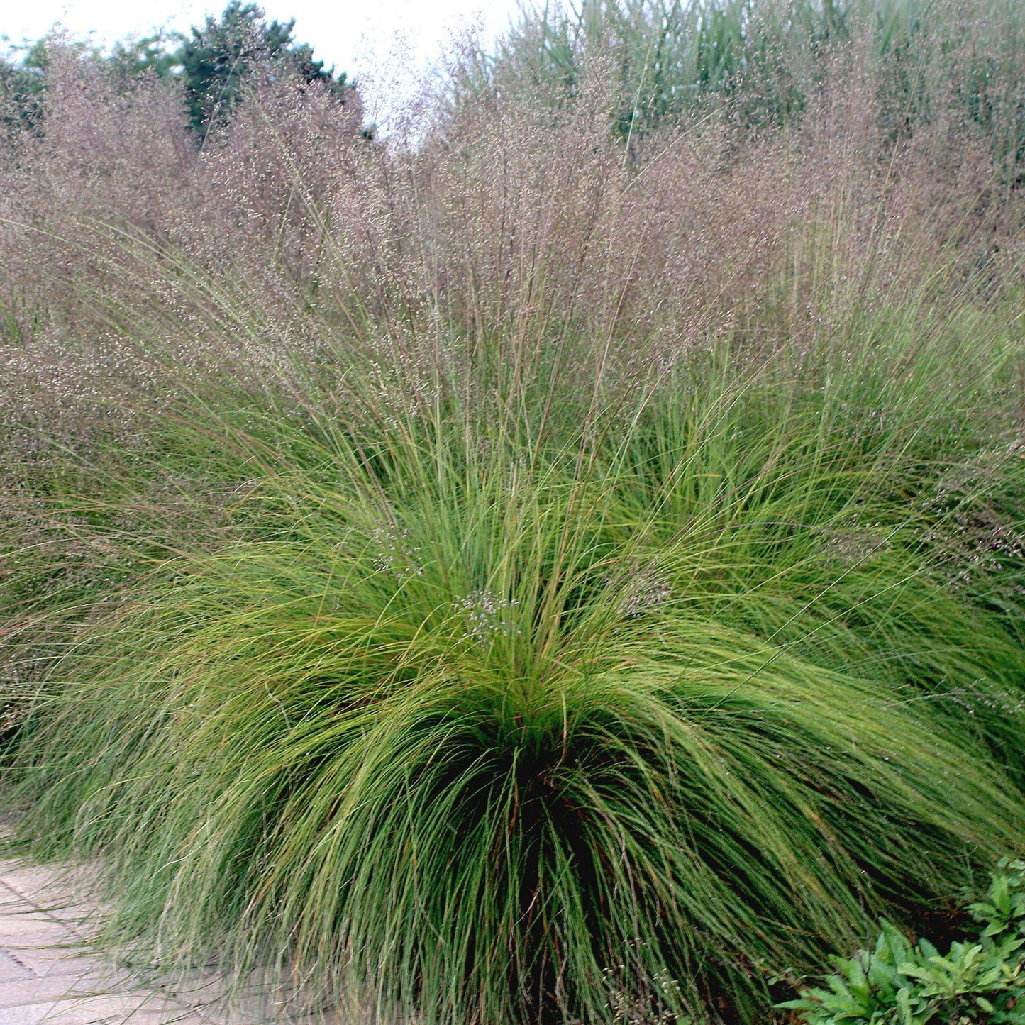 G0072 Grass Sporobolus Heterolepis - View 1 from www redcrocus com
