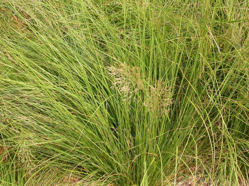 G0072 Grass Sporobolus Heterolepis - View 6 from www redcrocus com