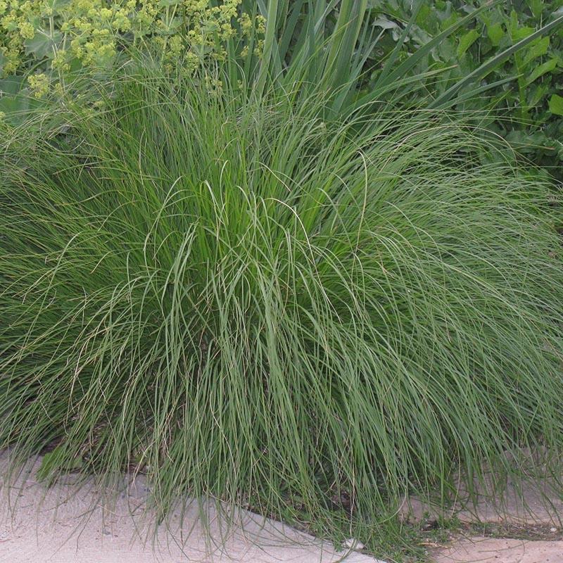 G0072 Grass Sporobolus Heterolepis - View 7 from www redcrocus com