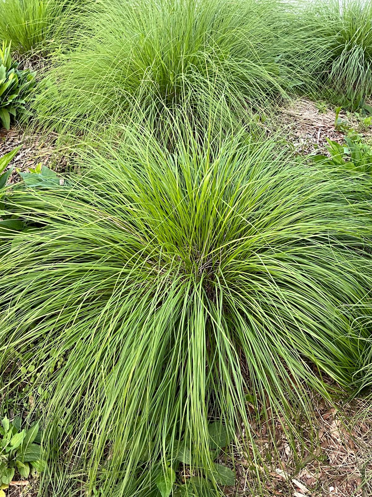 G0072 Grass Sporobolus Heterolepis - View 9 from www redcrocus com