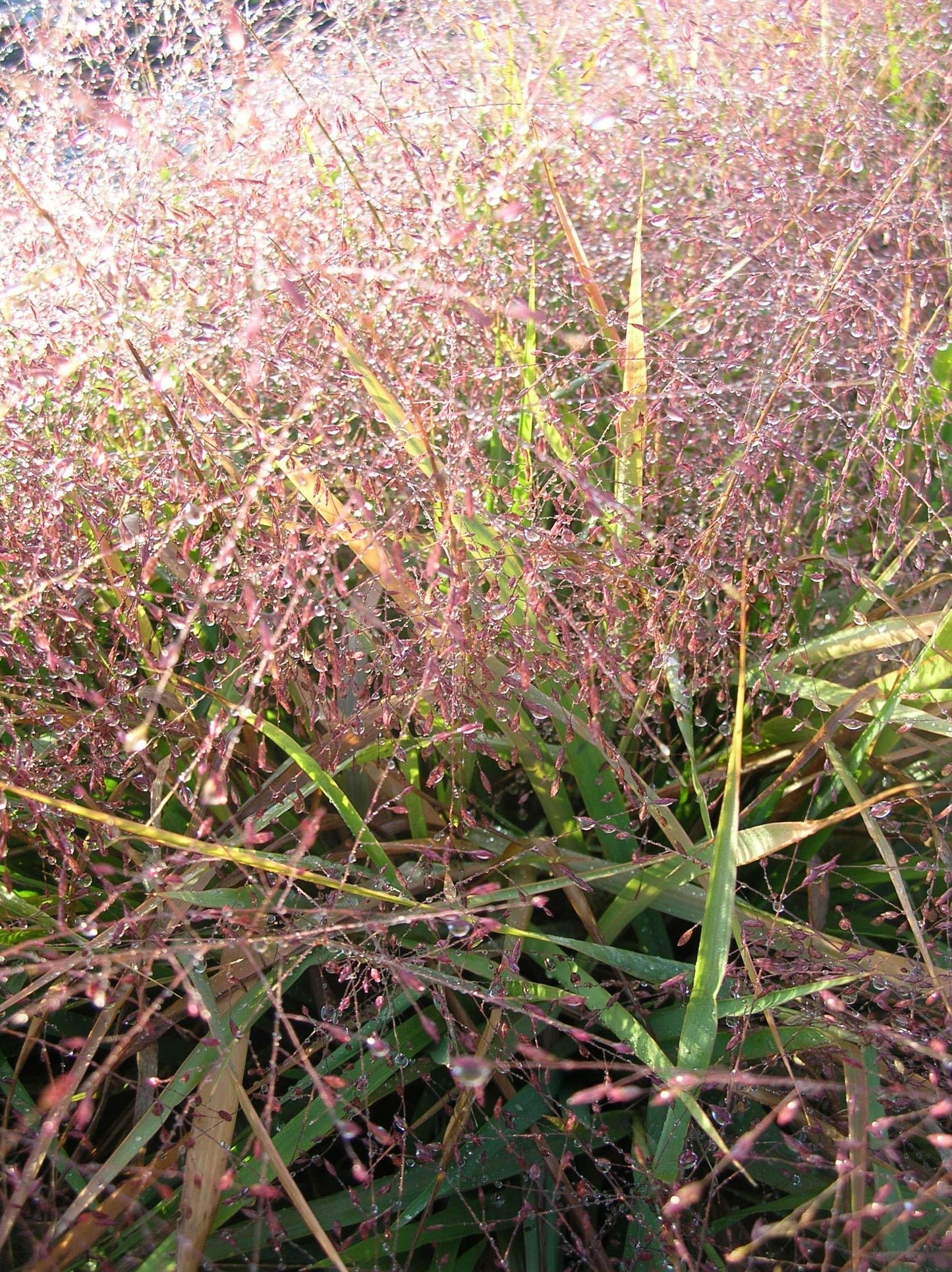 G0078 Grass Eragrostis Spectabilis - View 12 from www redcrocus com