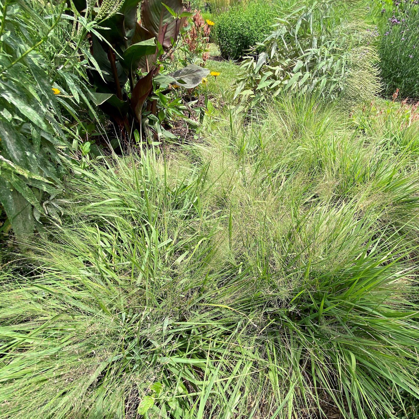 G0078 Grass Eragrostis Spectabilis - View 3 from www redcrocus com