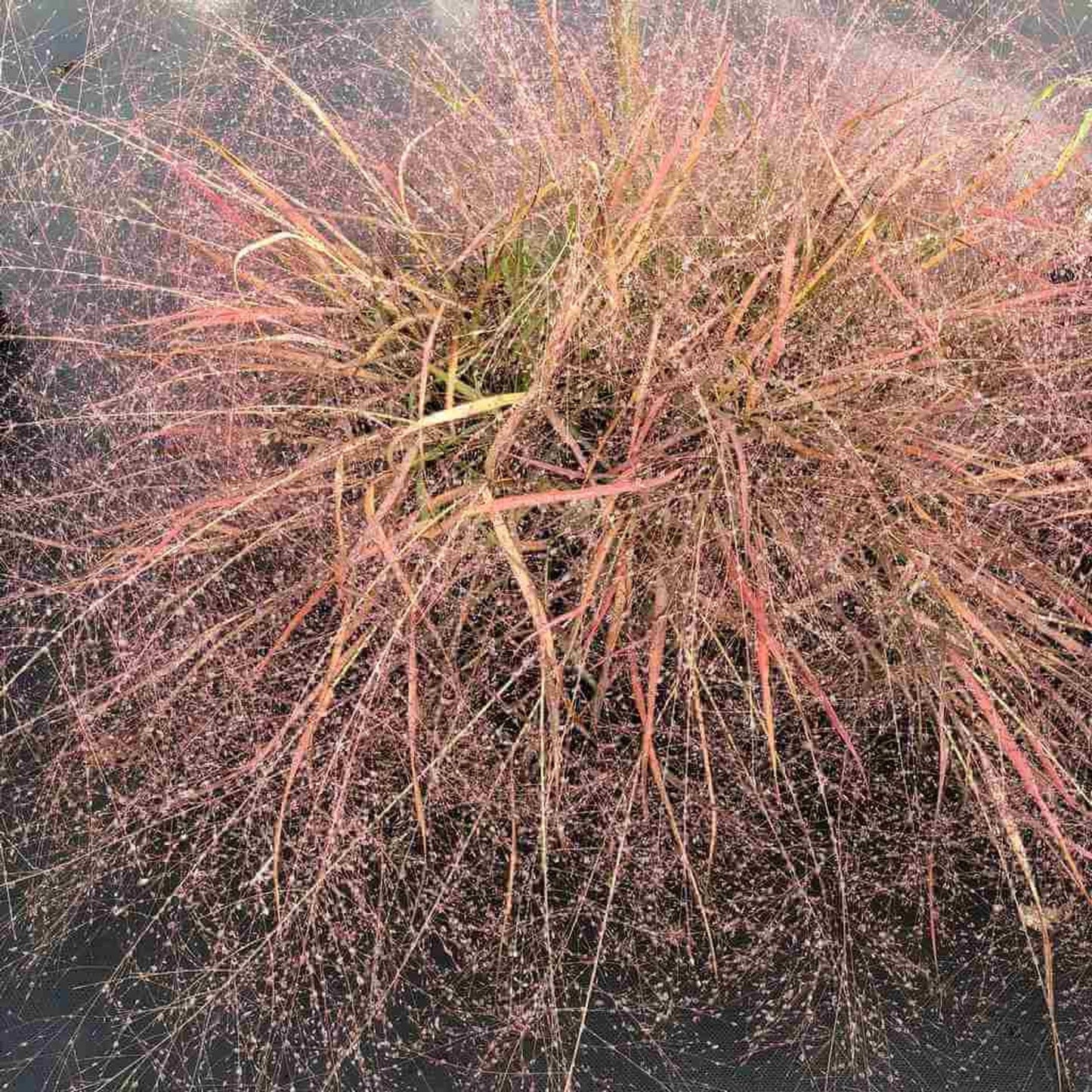 G0078 Grass Eragrostis Spectabilis - View 5 from www redcrocus com