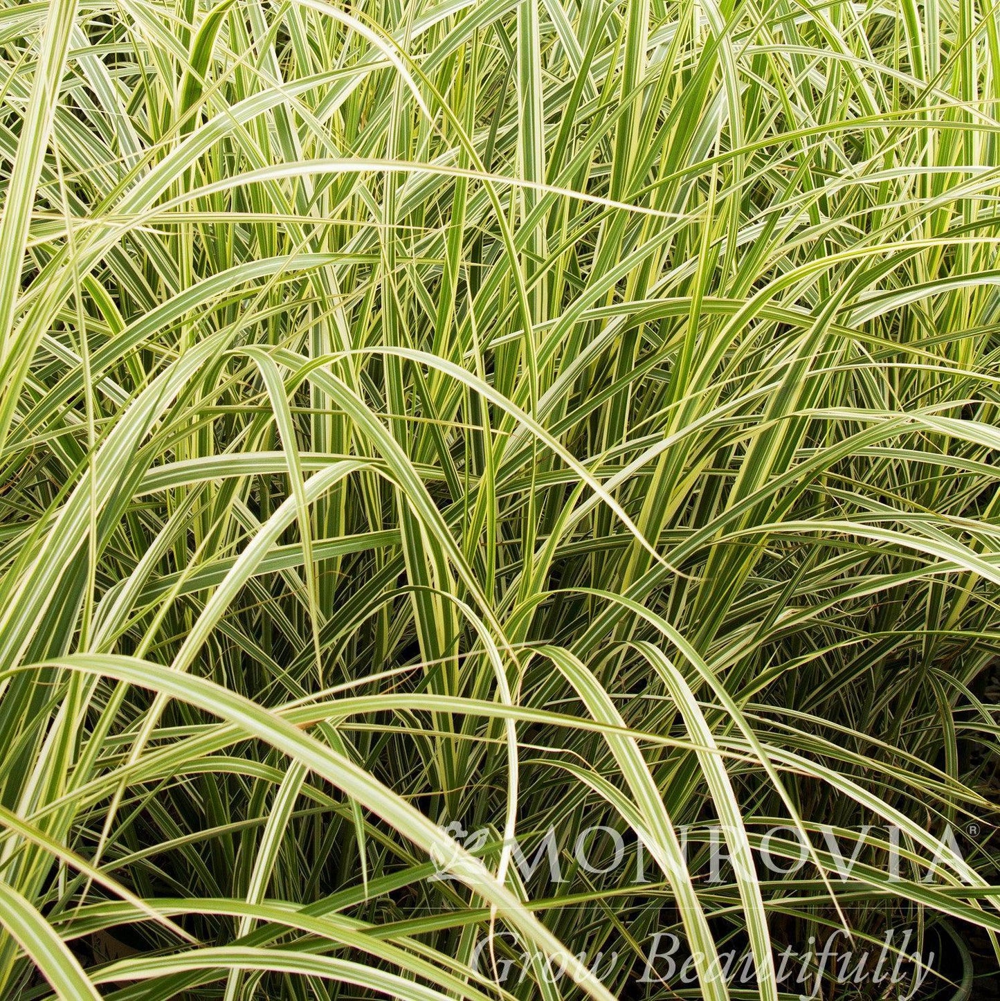 G0090 Grass Miscanthus Sinensis Variegatus Maiden Grass - View 11 from www redcrocus com