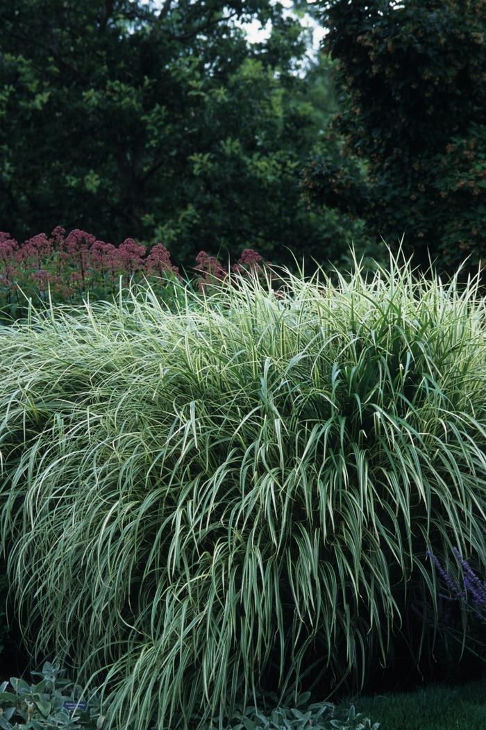 G0090 Grass Miscanthus Sinensis Variegatus Maiden Grass - View 12 from www redcrocus com