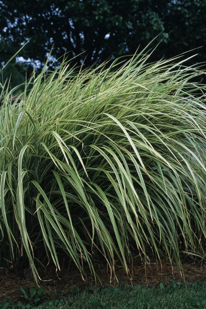 G0090 Grass Miscanthus Sinensis Variegatus Maiden Grass - View 17 from www redcrocus com
