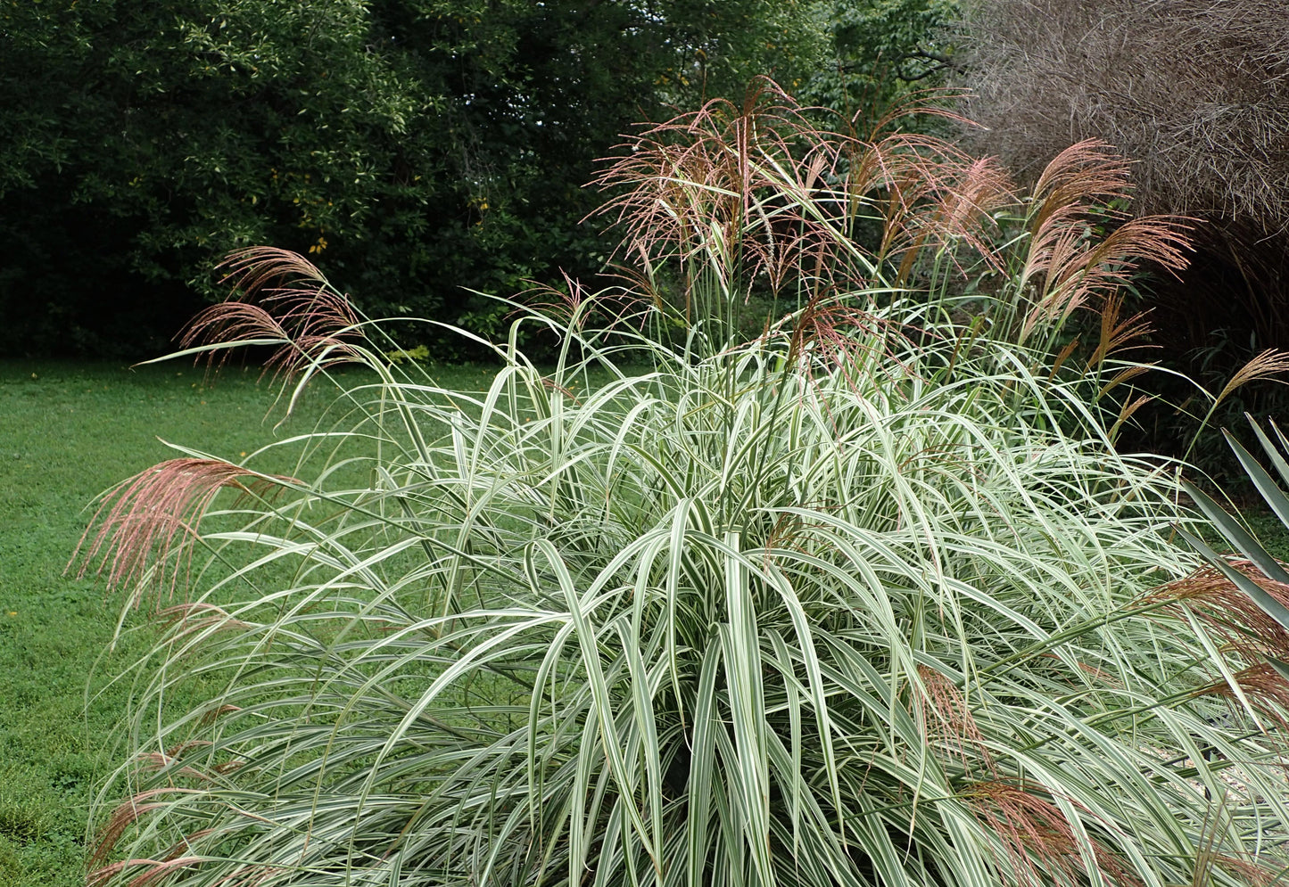 G0090 Grass Miscanthus Sinensis Variegatus Maiden Grass - View 19 from www redcrocus com