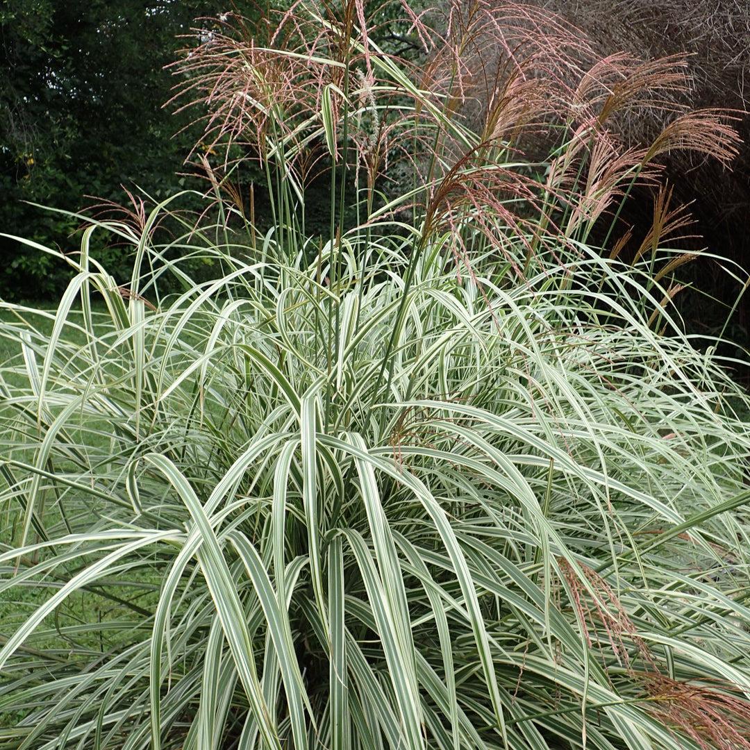 G0090 Grass Miscanthus Sinensis Variegatus Maiden Grass - View 2 from www redcrocus com