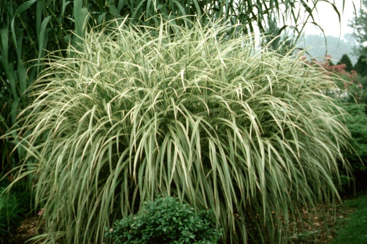 G0090 Grass Miscanthus Sinensis Variegatus Maiden Grass - View 7 from www redcrocus com