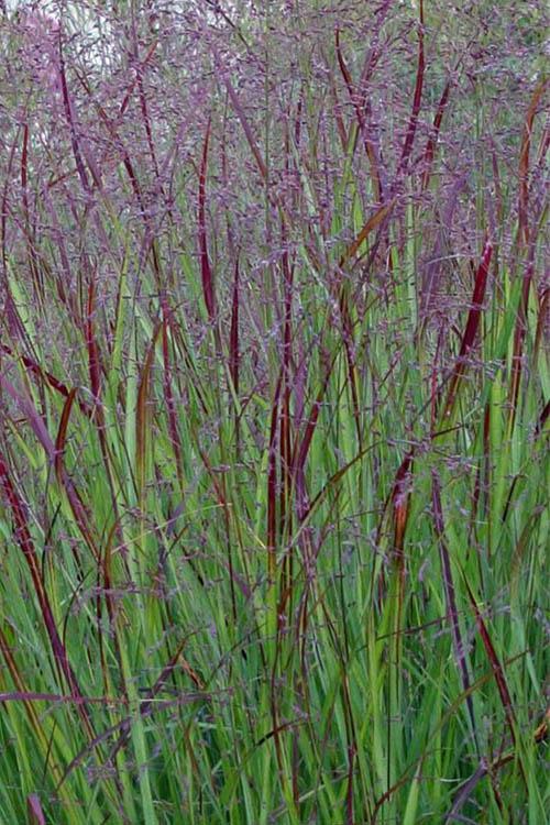 G0092 Grass Panicum Virgatum Prairie Sky - View 10 from www redcrocus com