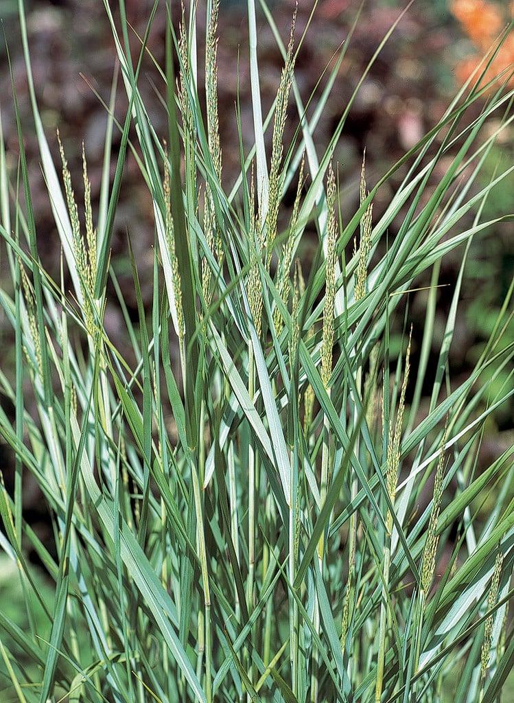 G0092 Grass Panicum Virgatum Prairie Sky - View 12 from www redcrocus com
