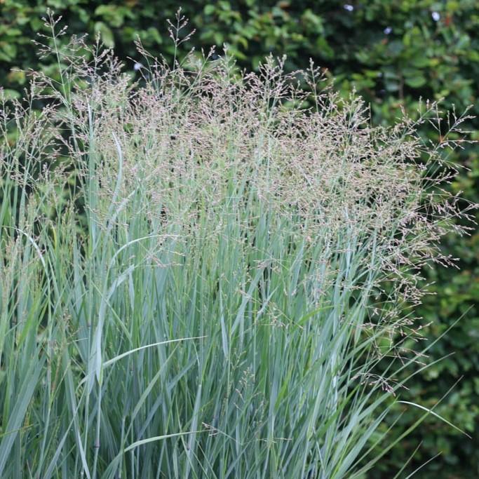 G0092 Grass Panicum Virgatum Prairie Sky - View 13 from www redcrocus com