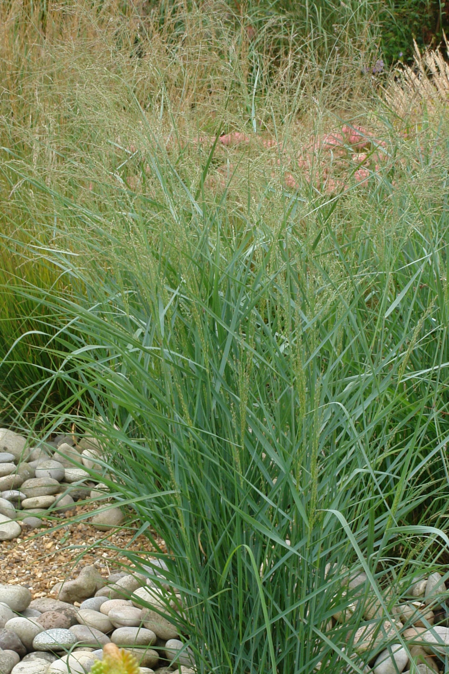 G0092 Grass Panicum Virgatum Prairie Sky - View 18 from www redcrocus com