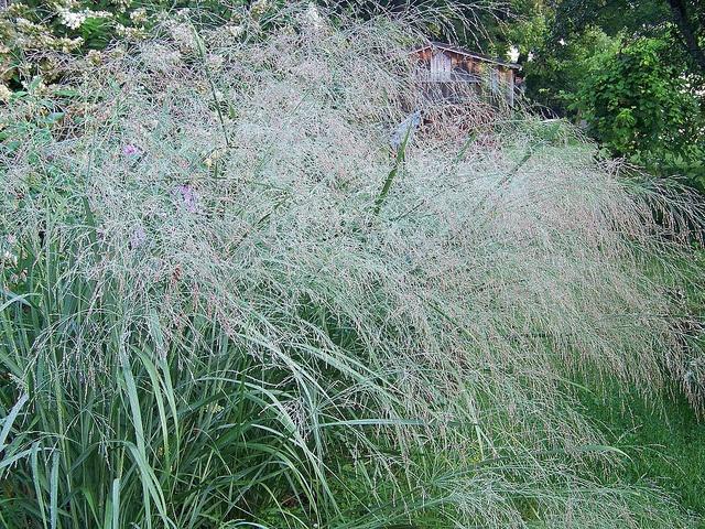 G0092 Grass Panicum Virgatum Prairie Sky - View 19 from www redcrocus com