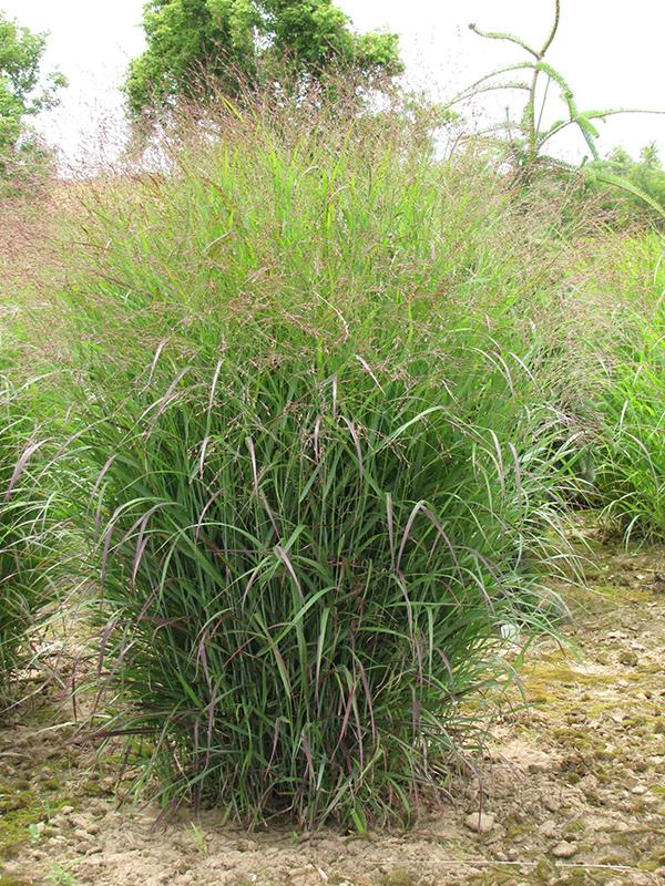 G0092 Grass Panicum Virgatum Prairie Sky - View 1 from www redcrocus com
